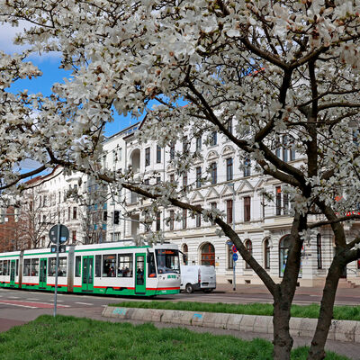 02.04.2023 Sachsen Anhalt Magdeburg
eine Strassenbahn der MVB Magdeburger Verkehrsbetriebe fährt an einem Tulpenbaum / Magnolie auf der Olvenstedter Strasse Ecke Goethestrasse vorbei Frühlingswetter

Copyrigth Peter Gercke, 
Foto Honorarpflichtig auch für
